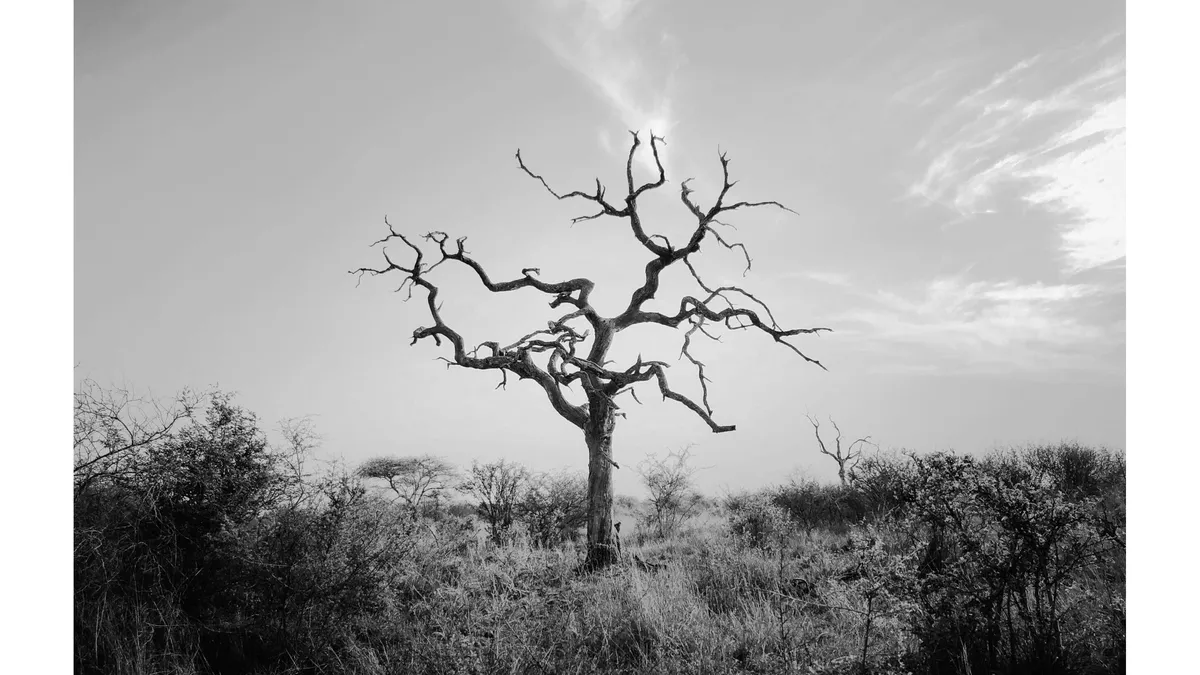 Mastering Black and White Photography: Camera Settings Tips